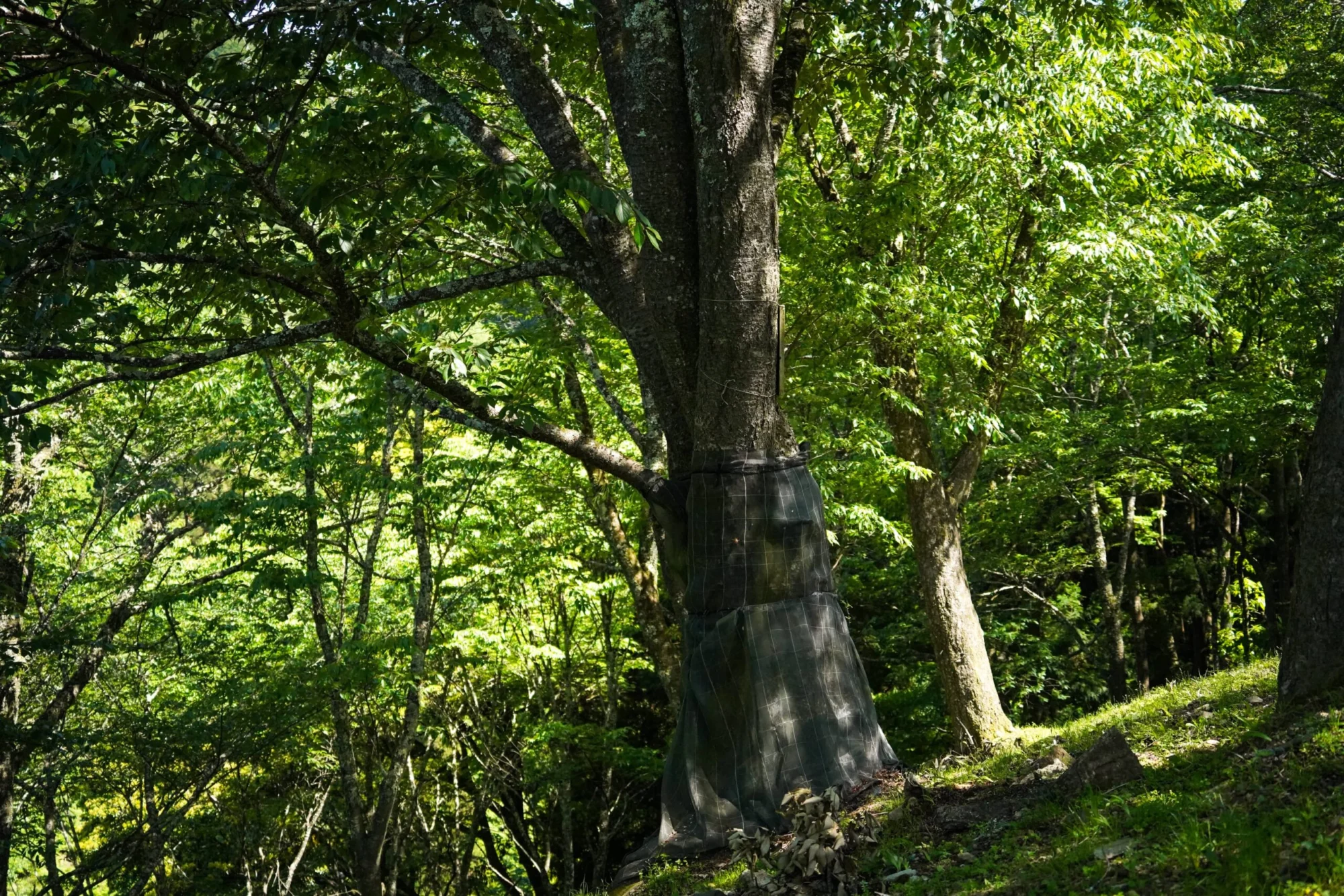 歴史を紡ぐ吉野の桜に触れる旅 2日間 | National Parks Adventure