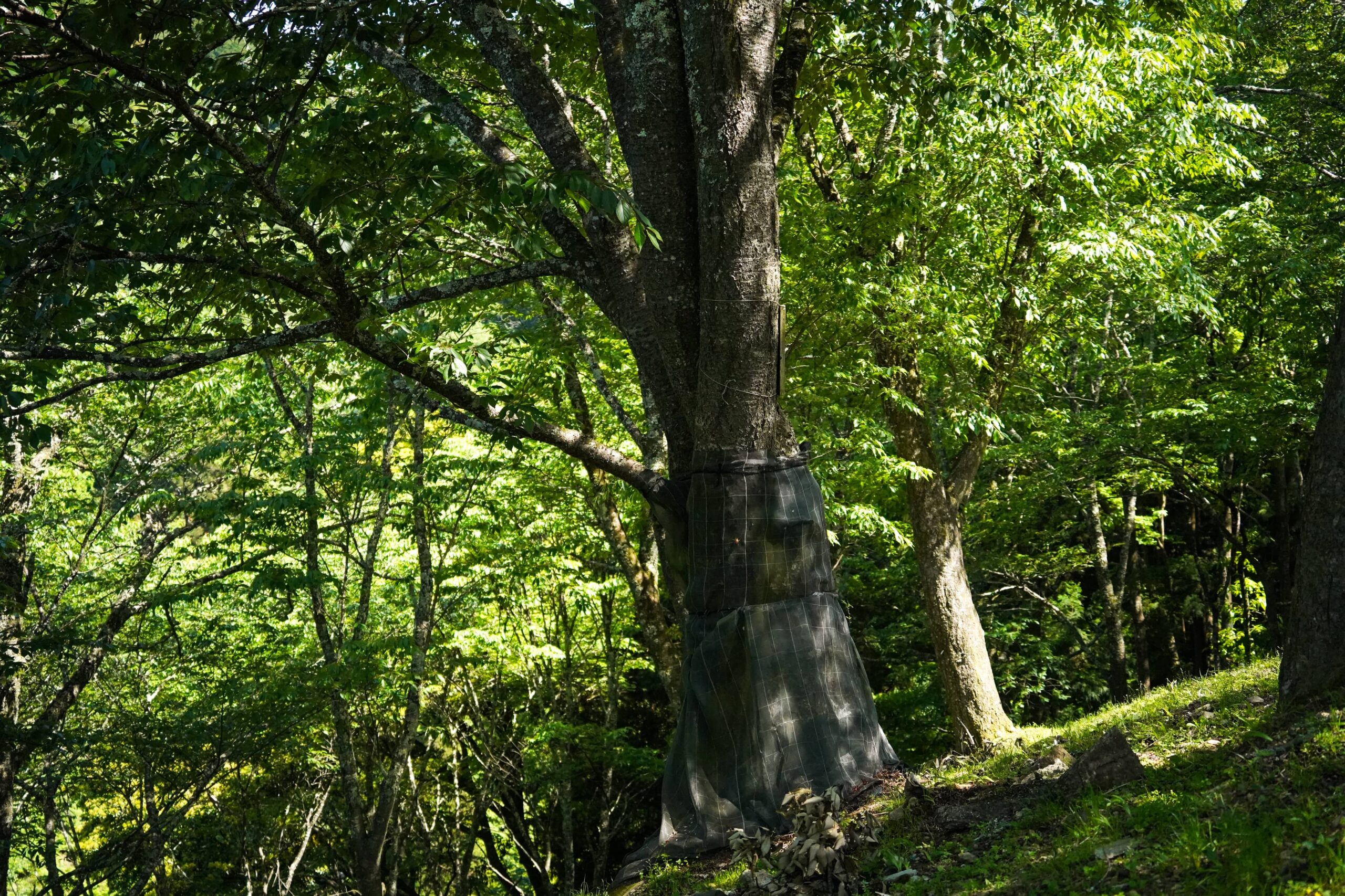 歴史を紡ぐ吉野の桜に触れる旅 2日間 | National Parks Adventure
