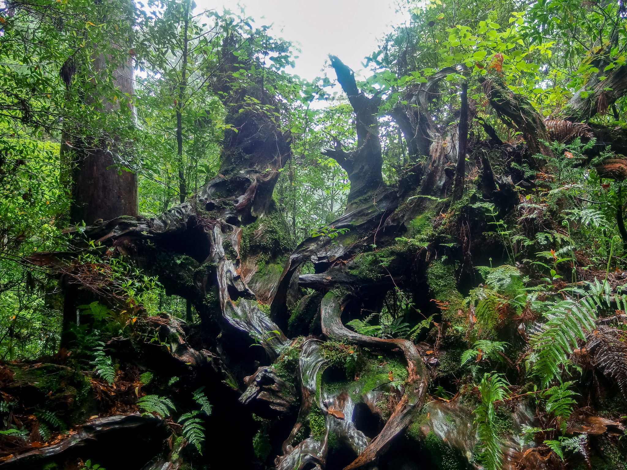 鹿児島発　屋久杉　ついたて 外寸約 横133×縦53㎝（支え含む）×高さ105㎝ 厚み最大15㎝あり重さあります。 縄文杉・大王杉・ウィルソン株 屋久島縦走（鹿児島県熊毛郡屋久島町