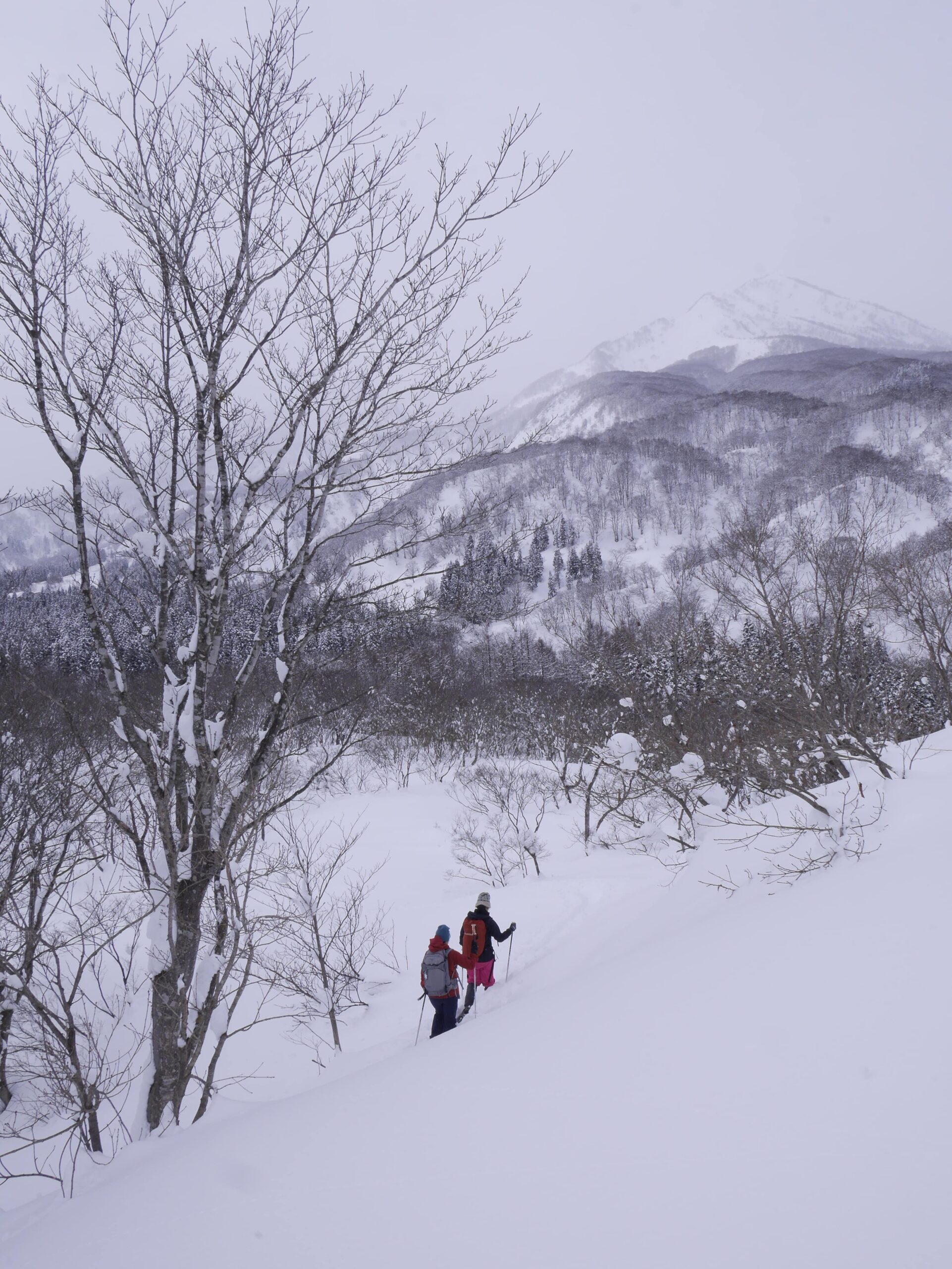雪に覆われた白銀の世界スノーシューでいく冬の妙高山麓 2日間