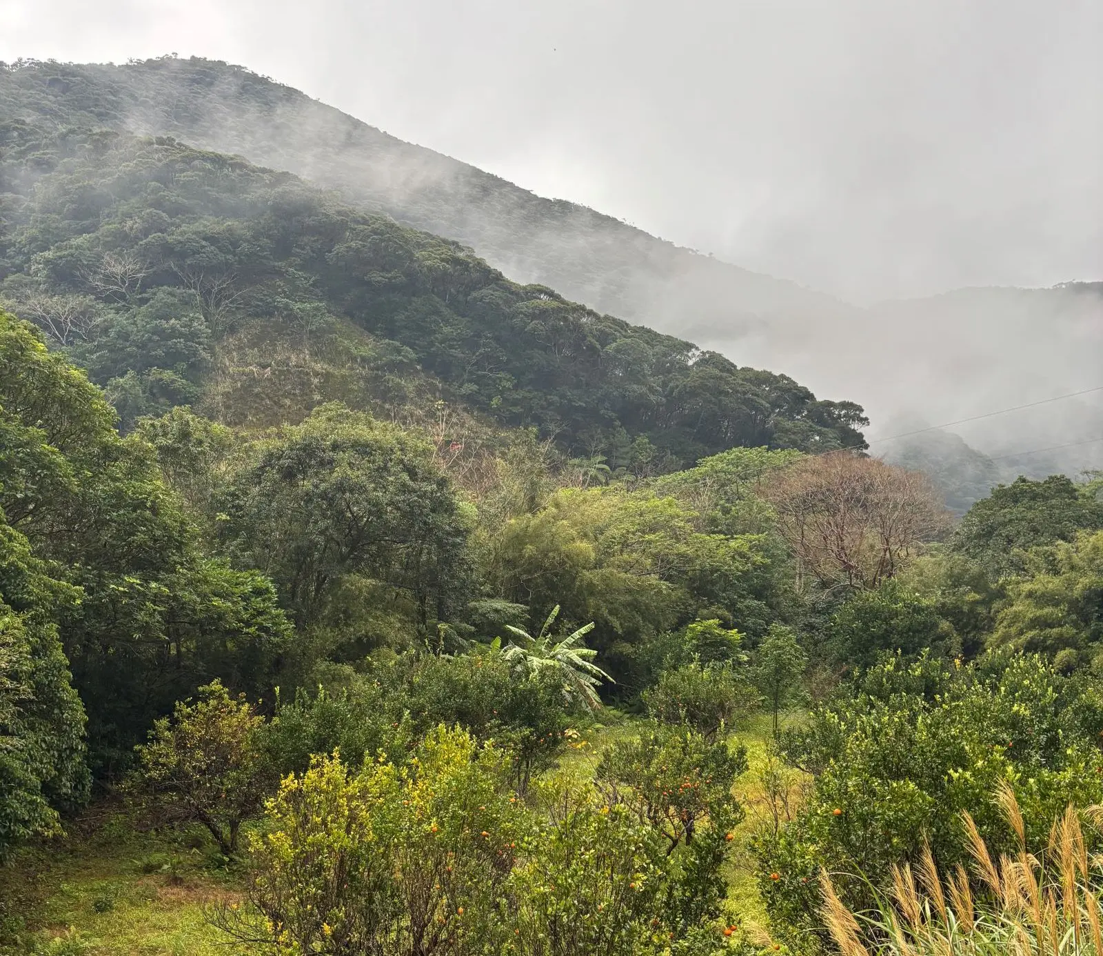 湯湾岳ハイキング