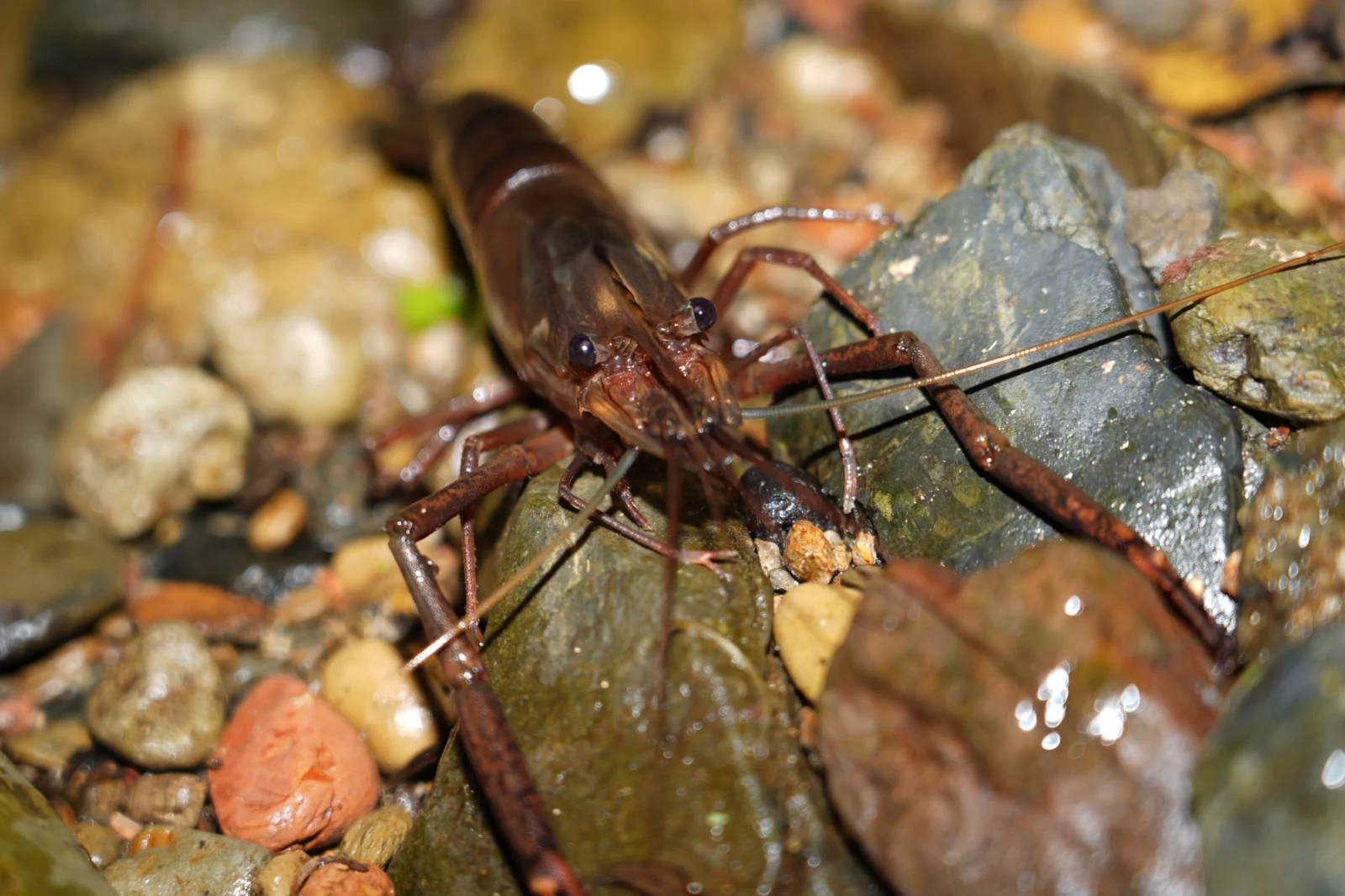 タンガ取りにチャレンジ