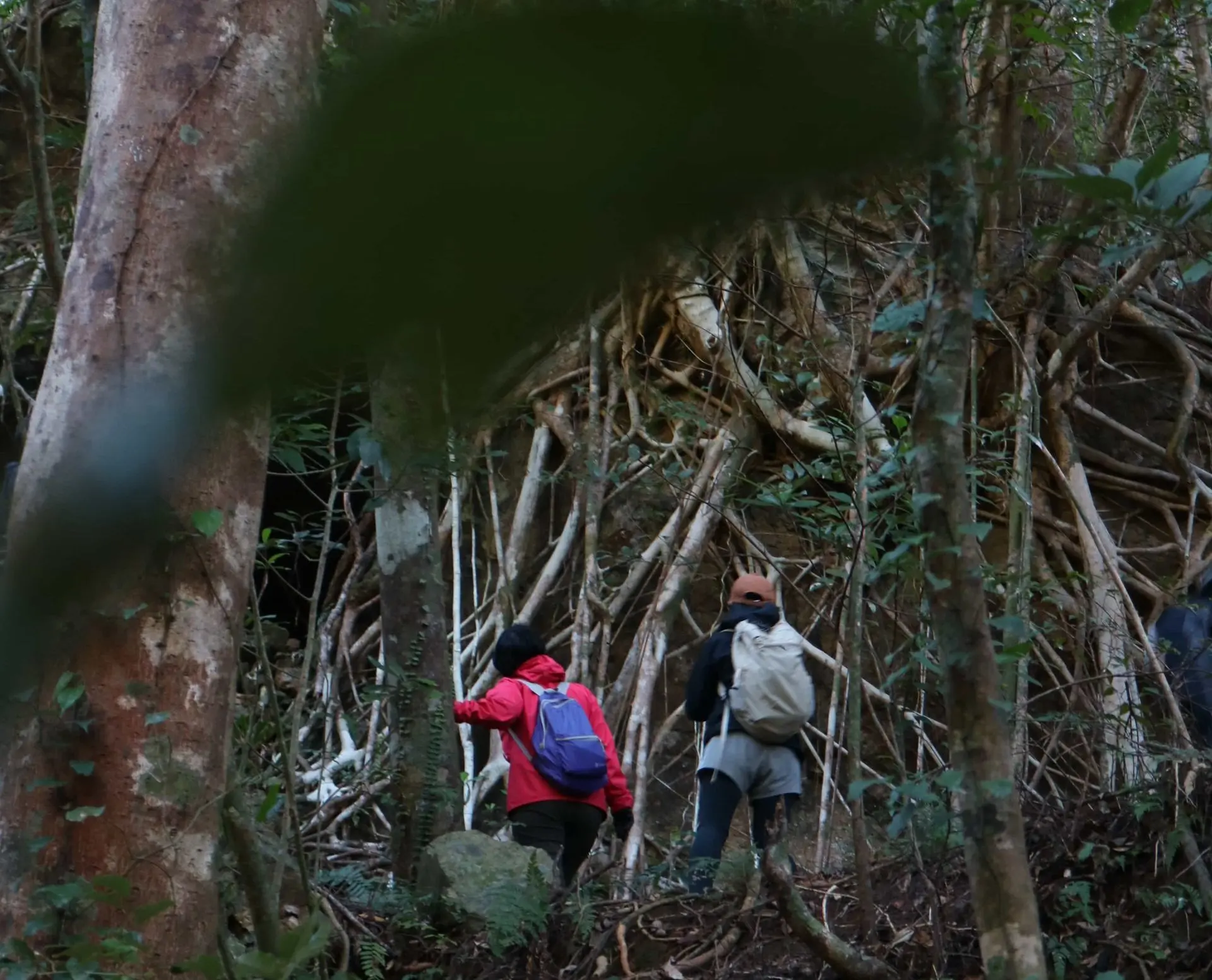 ジャングルトレッキング