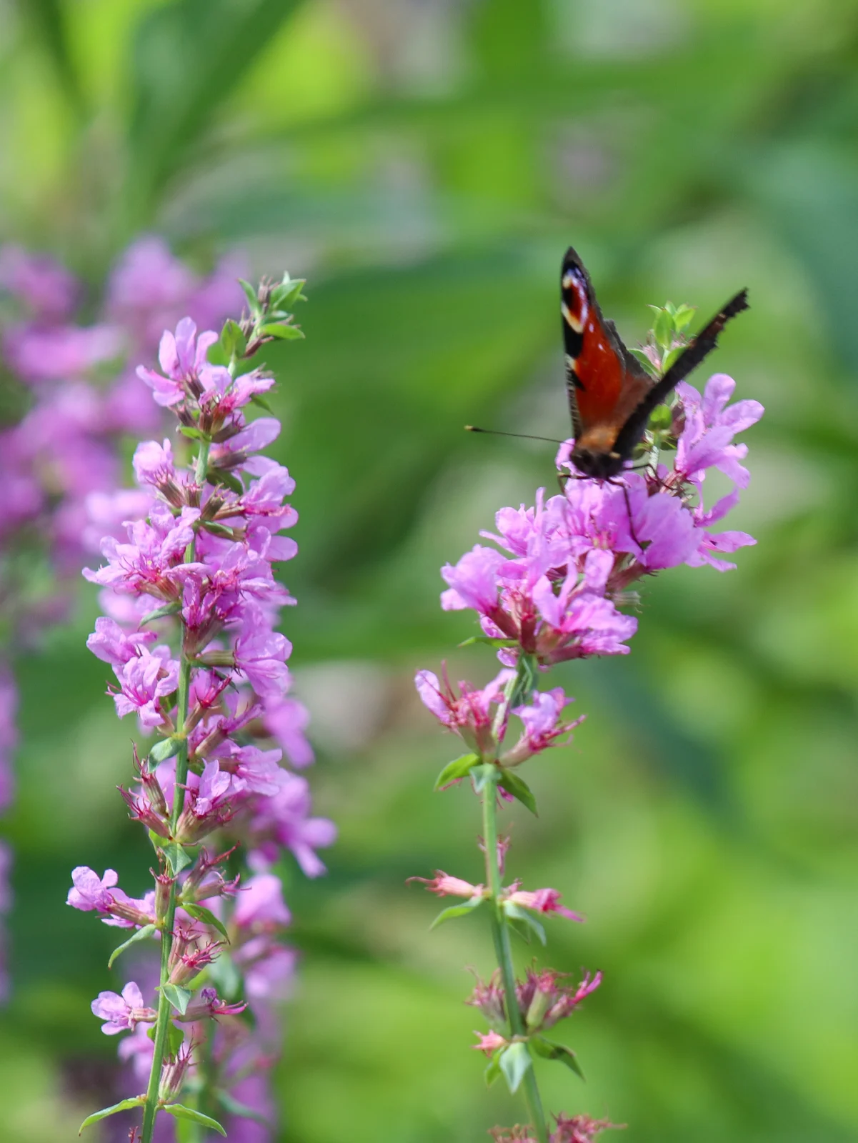 クジャクチョウ