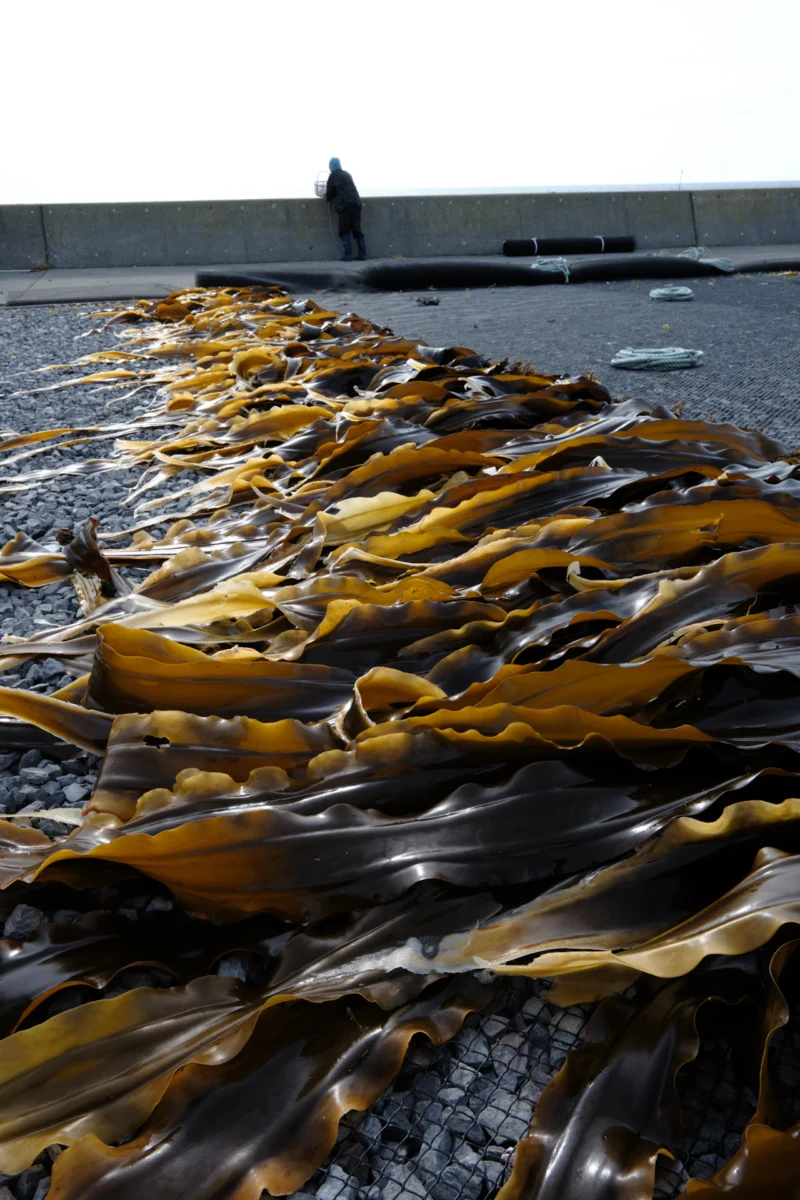 利尻昆布の作業場