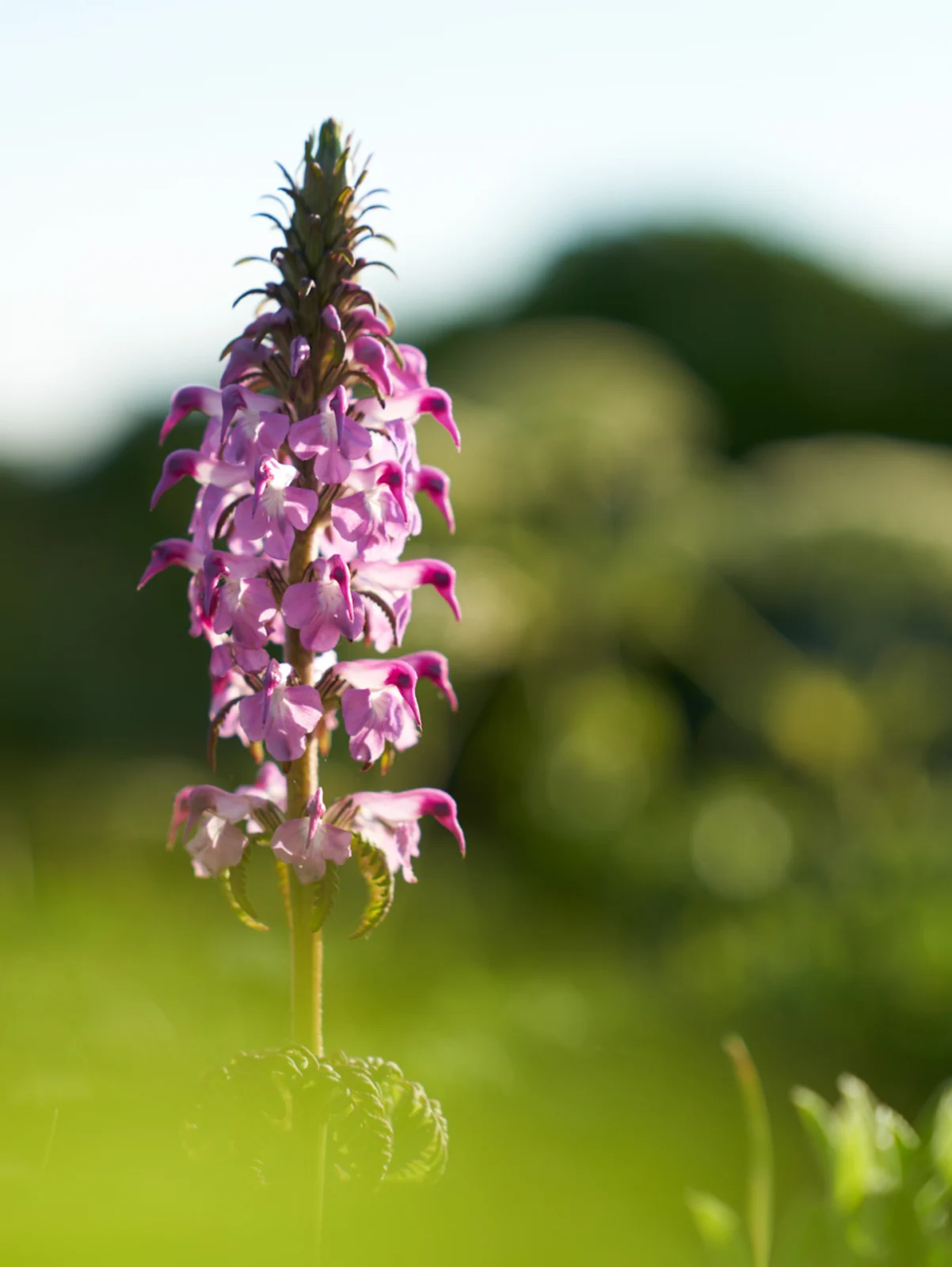 礼文島を彩る高山植物