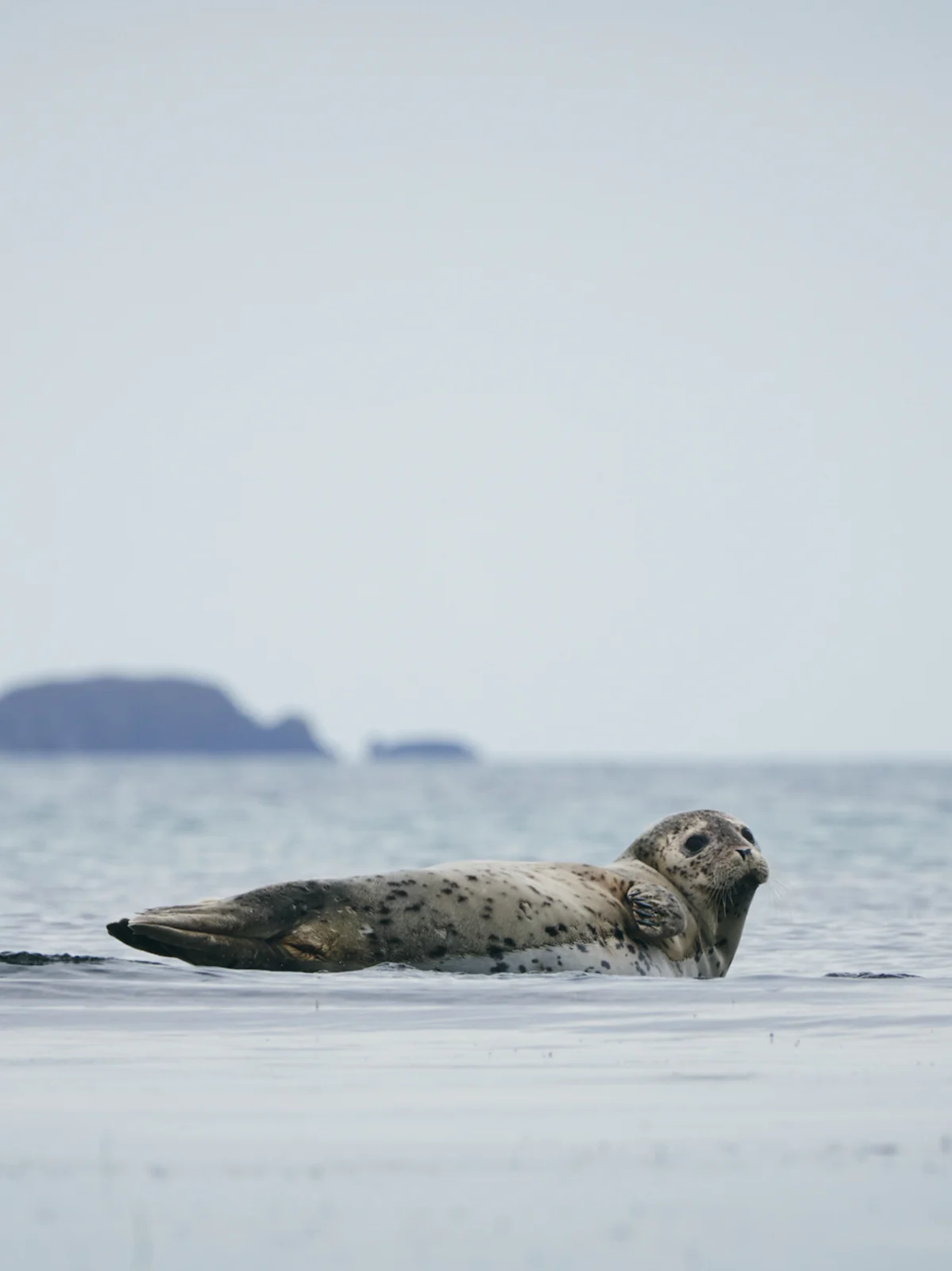 礼文島に生息するアザラシ