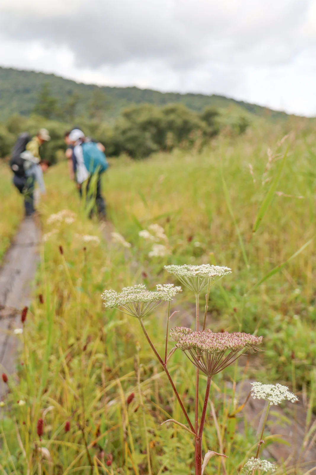 尾瀬ヶ原に咲く野草