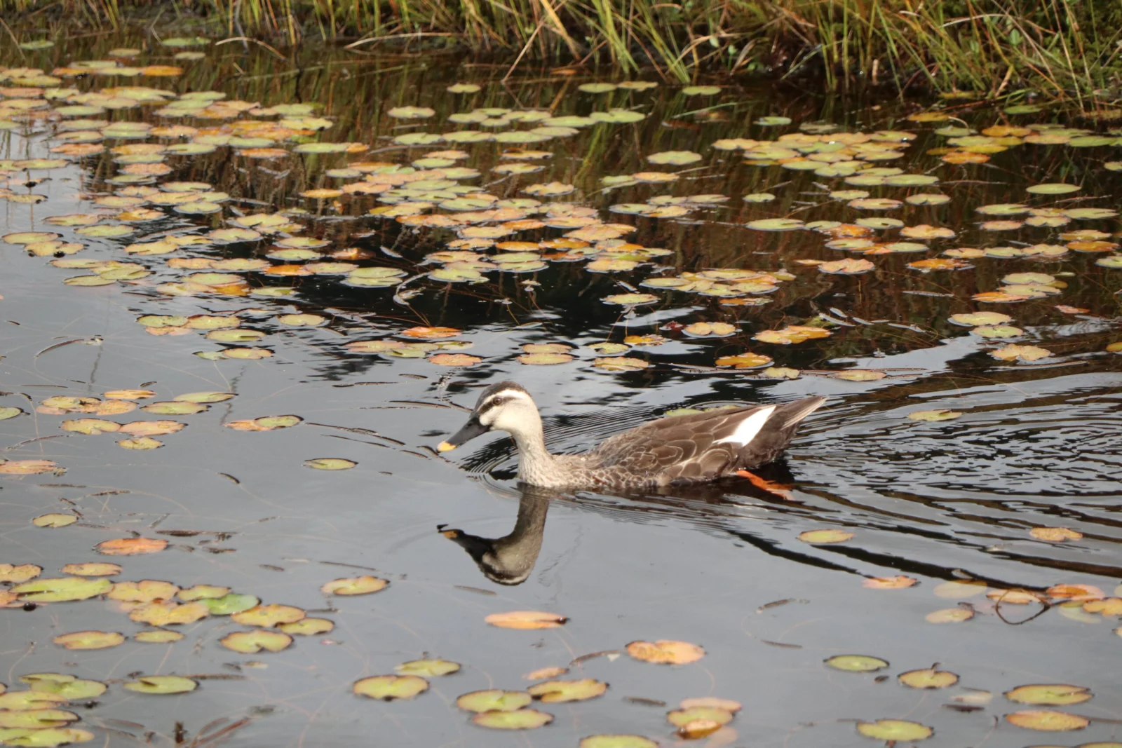湿原の水辺で暮らす野鳥