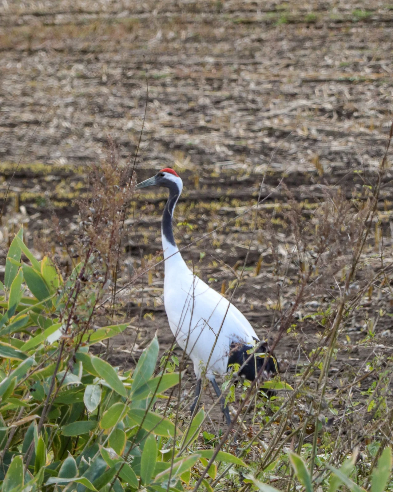 タンチョウ